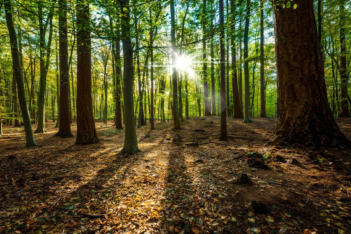 Groen bos in laag zonlicht