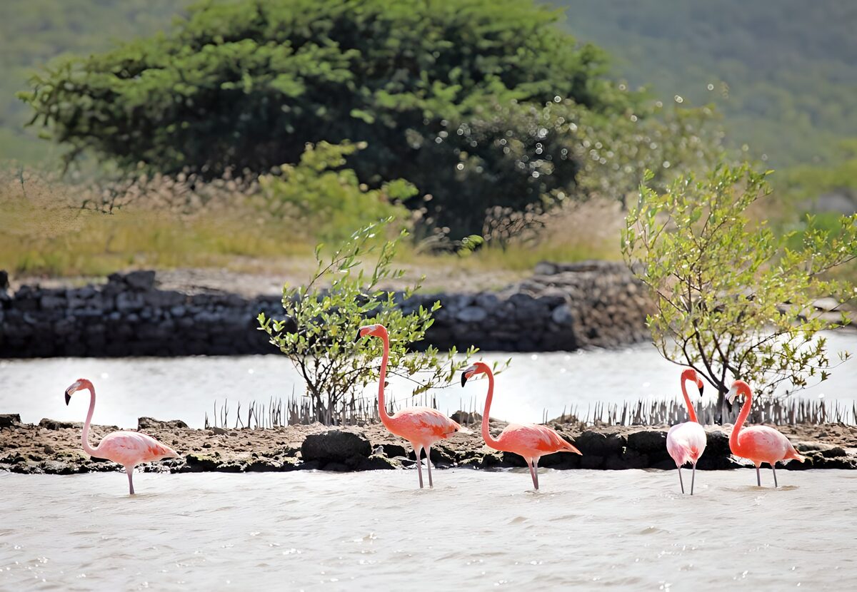 Vijf flamingo’s in ondiep water