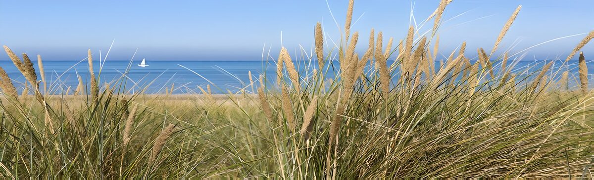 Duin gras in goud en blauw