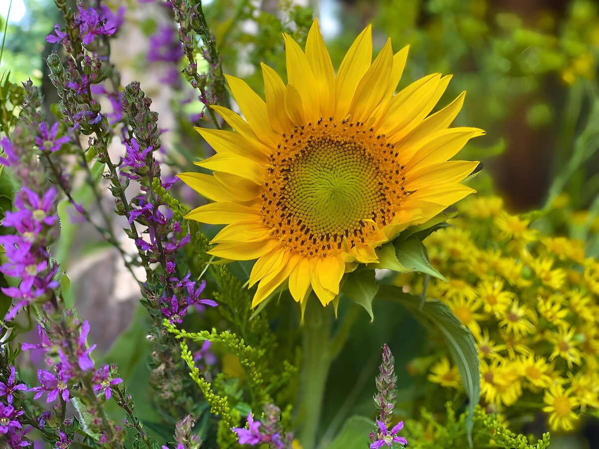 Gele zonnebloem tussen paarse bloemen