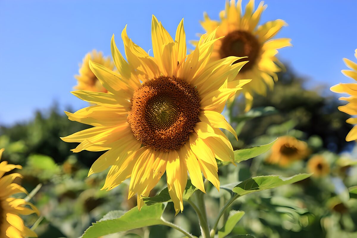 Zonnebloem vol zomerlicht