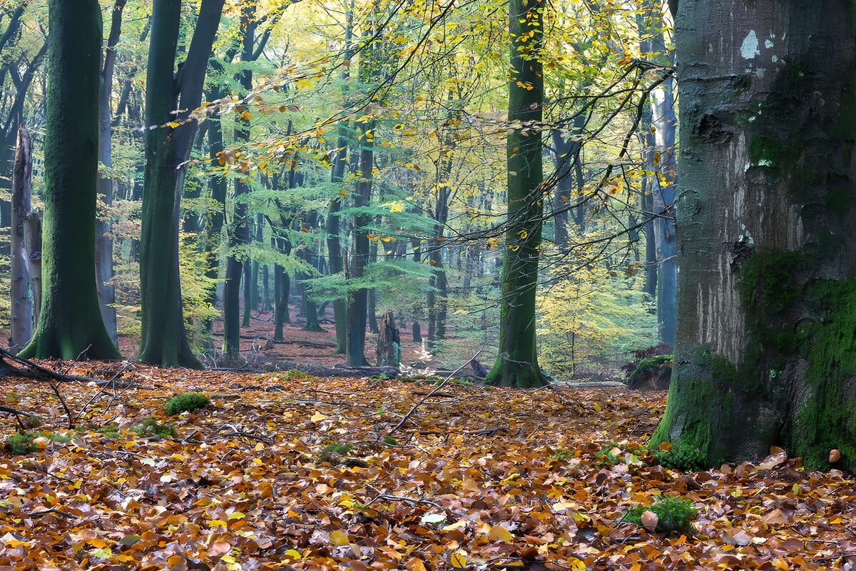 Herfstbos met mos en een bladerdek