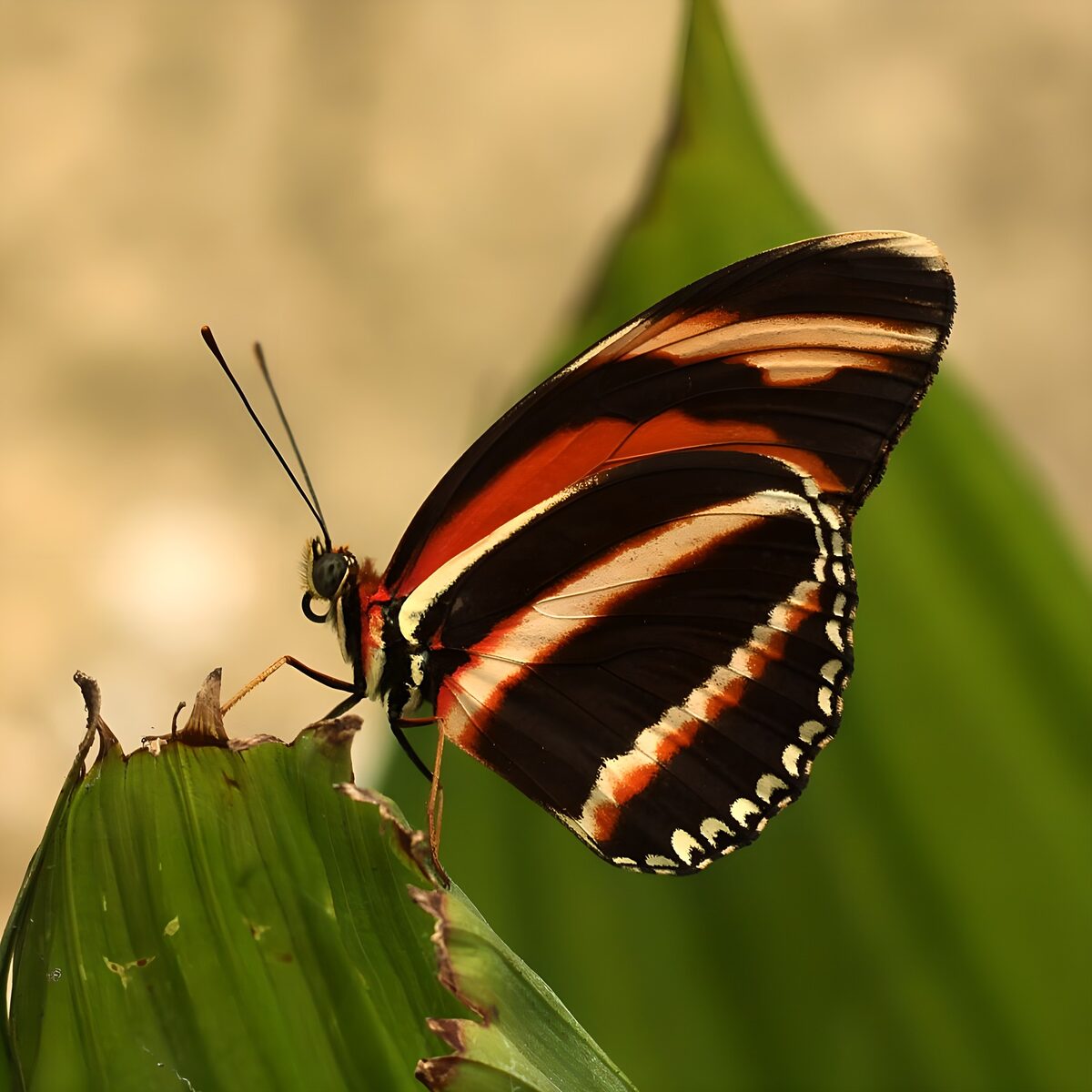 Zwart-rode vlinder op een groen blad
