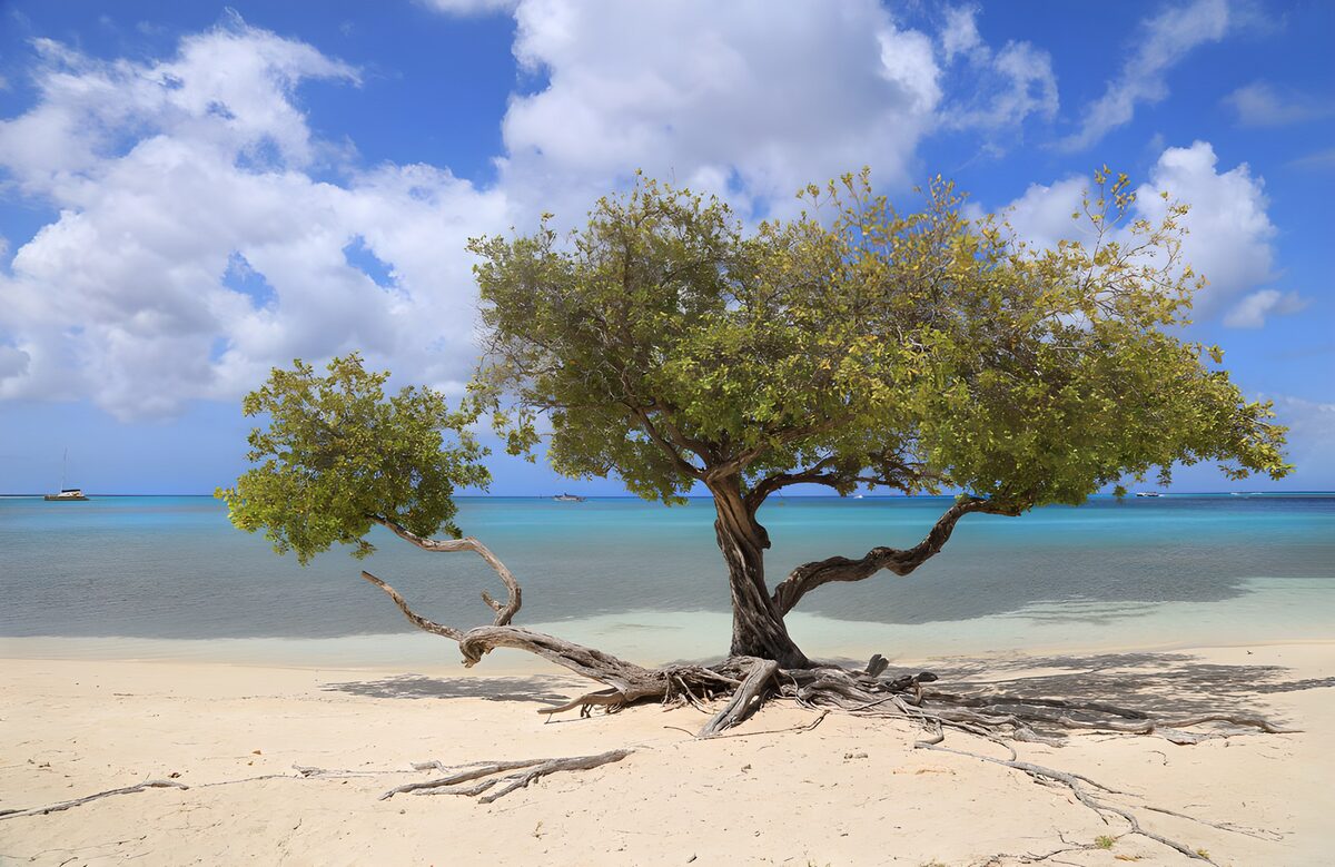 Kustboom aan een turquoise zee