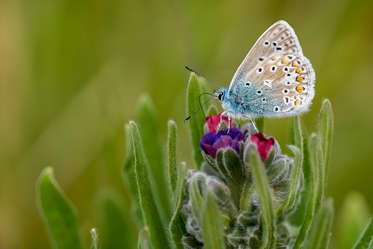 Vlinder op roze en paarse bloemen