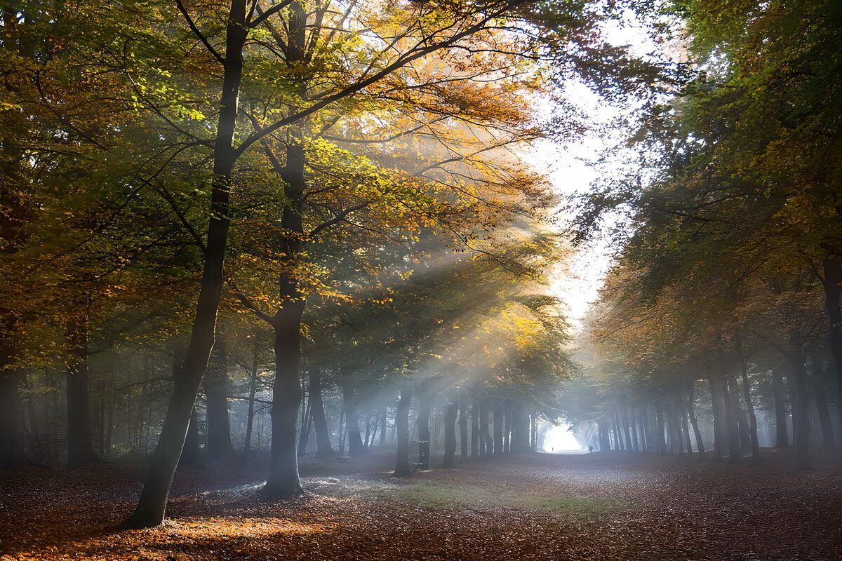 Herfstlaan met mist en zonnestralen