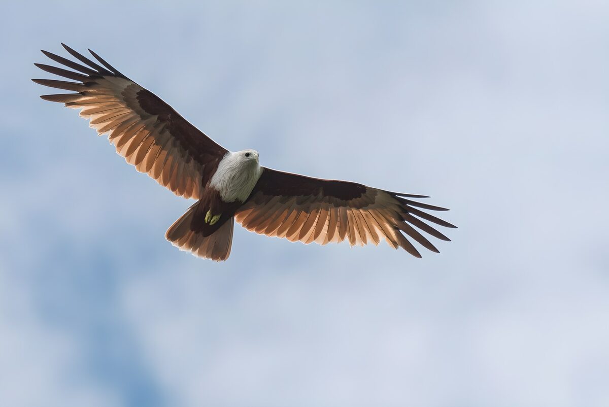 Roofvogel met gespreide vleugels