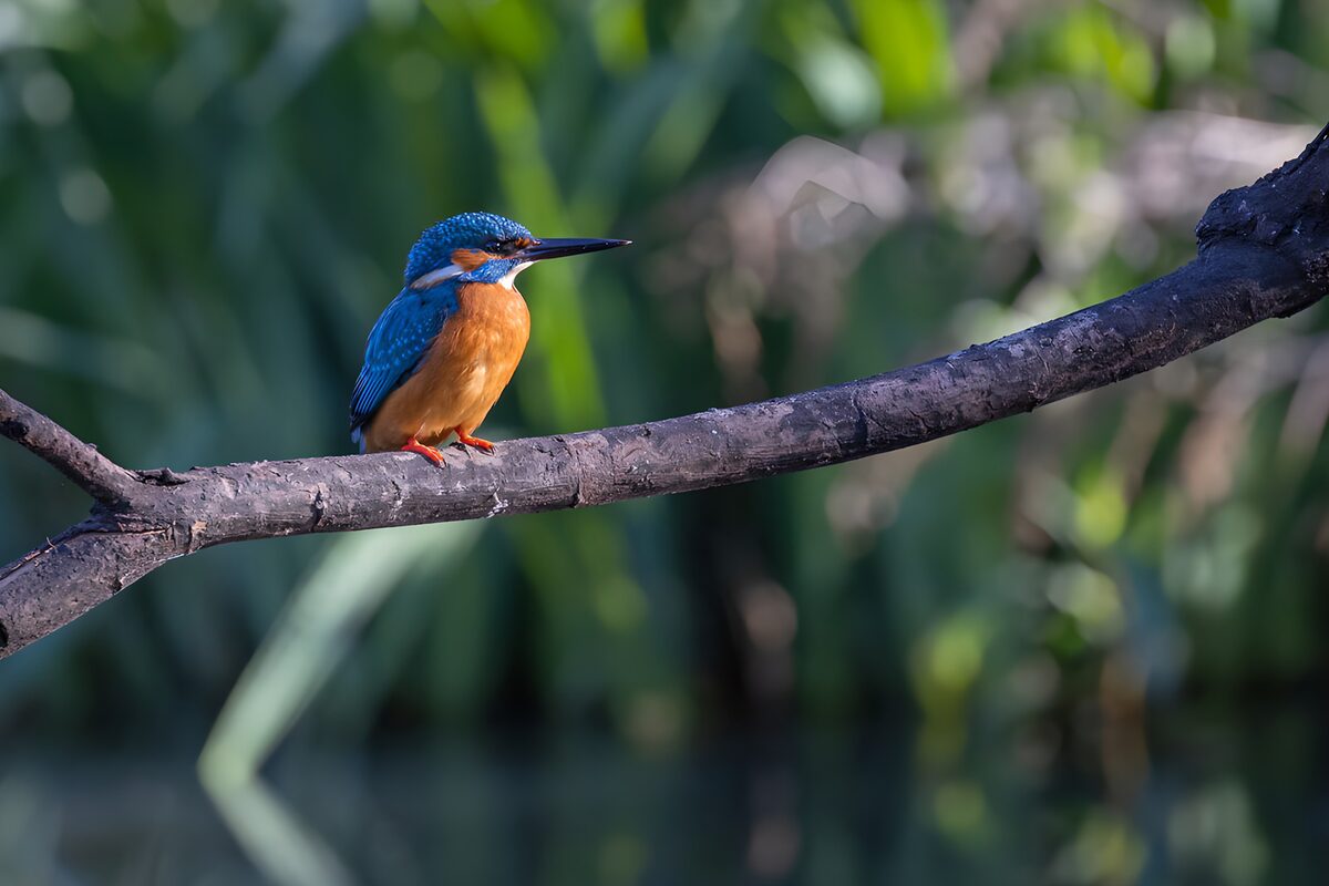 Een tak, een ijsvogel, een stil moment