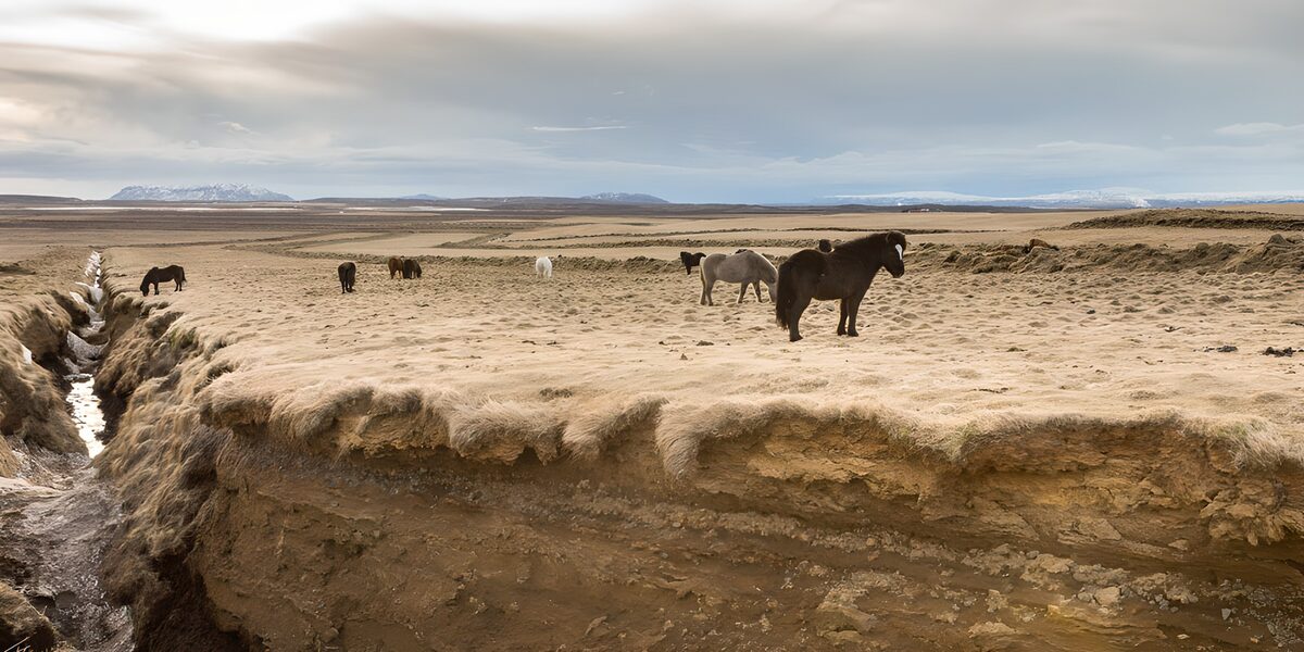 Paarden in een goudbruine grasvlakte