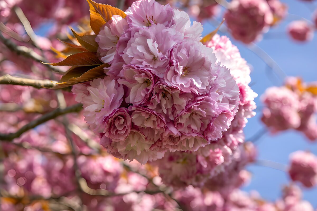 Roze sierkers in volle lentebloei