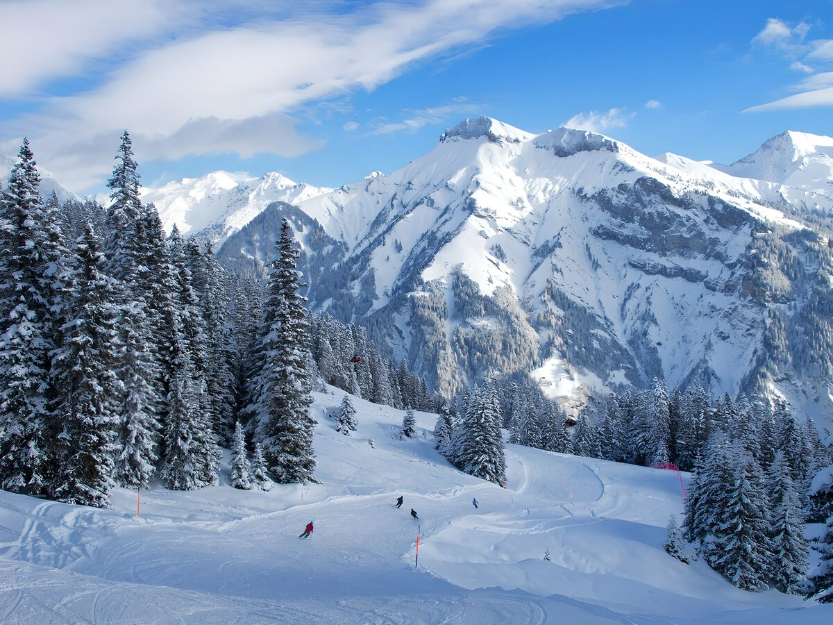 Skiërs tussen sneeuwbomen en bergtoppen