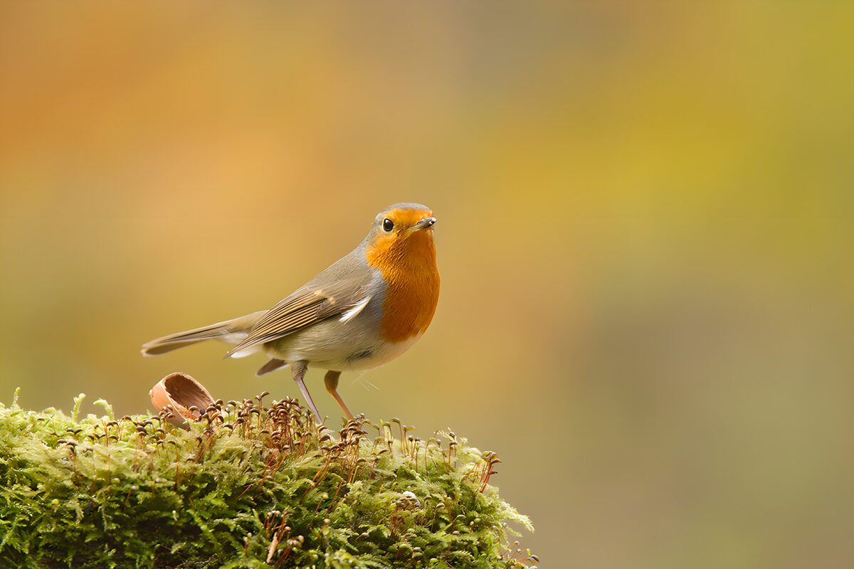 Roodborst op zachtgroen mos
