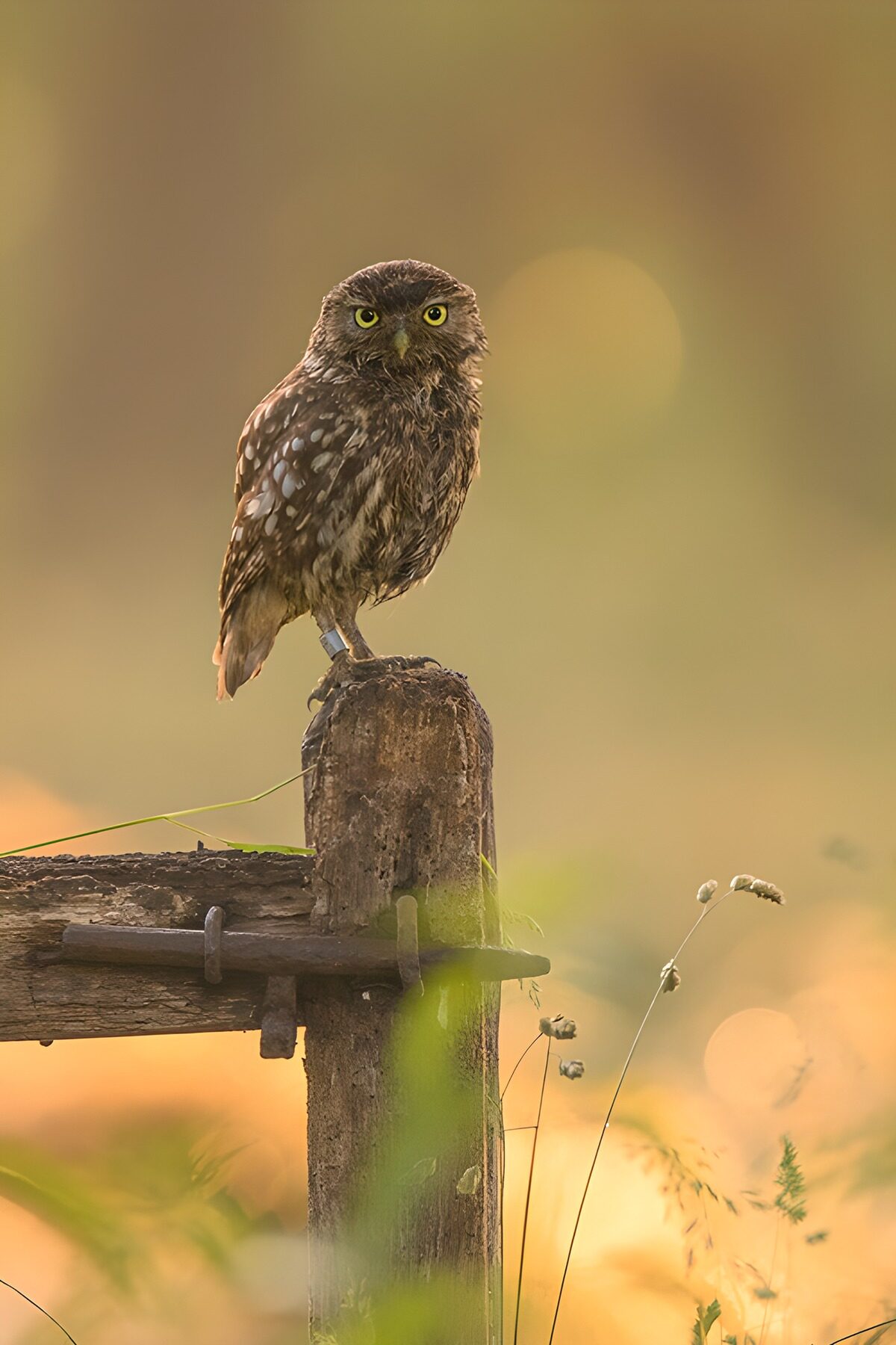 Kleine uil op een verweerde hekpaal