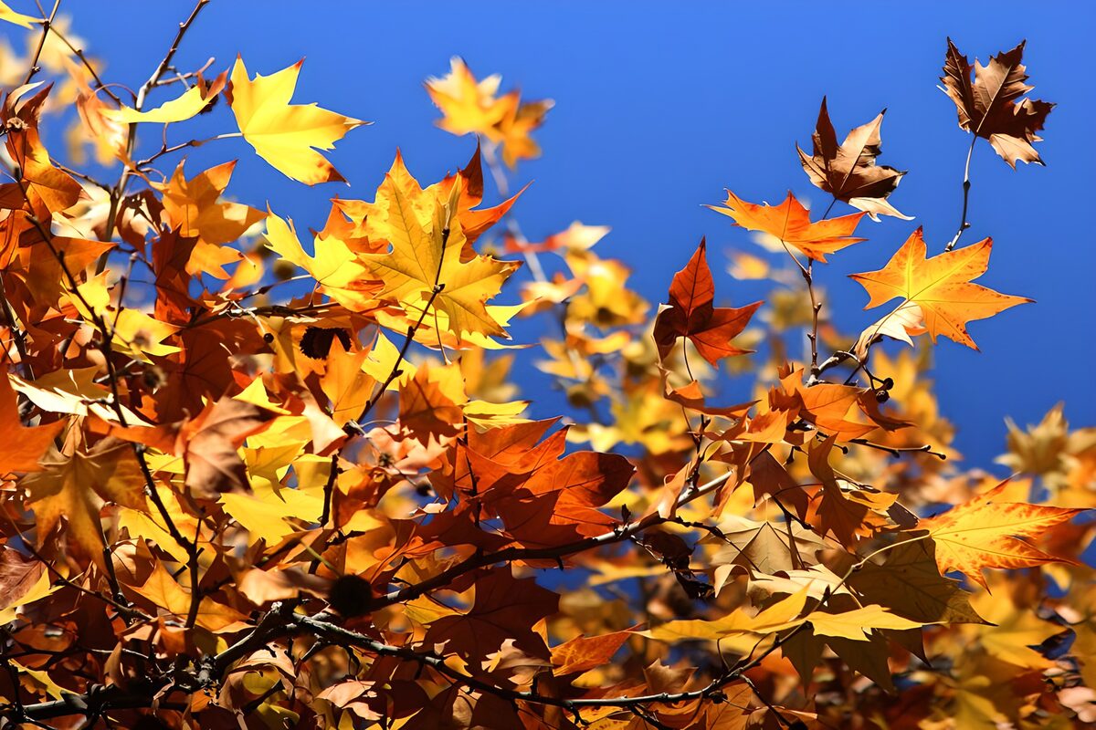 Herfstgoud tussen donkere takken