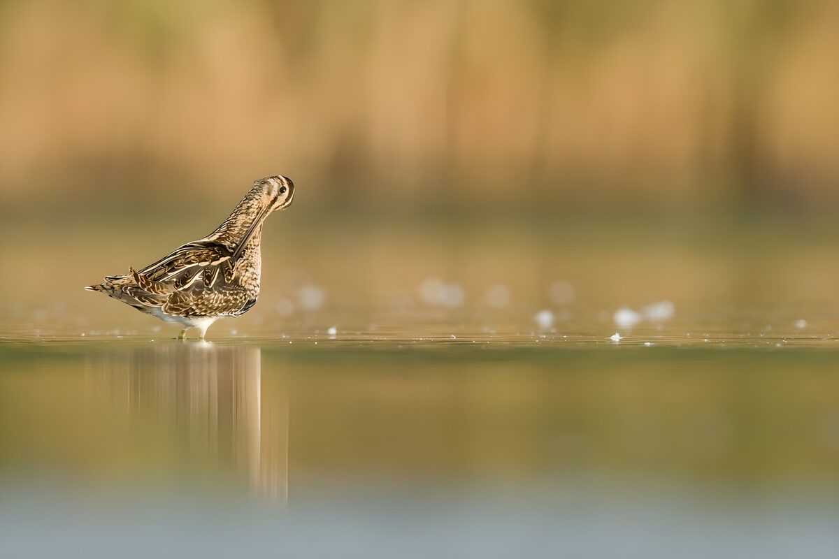 Steltloper in warmbruin water