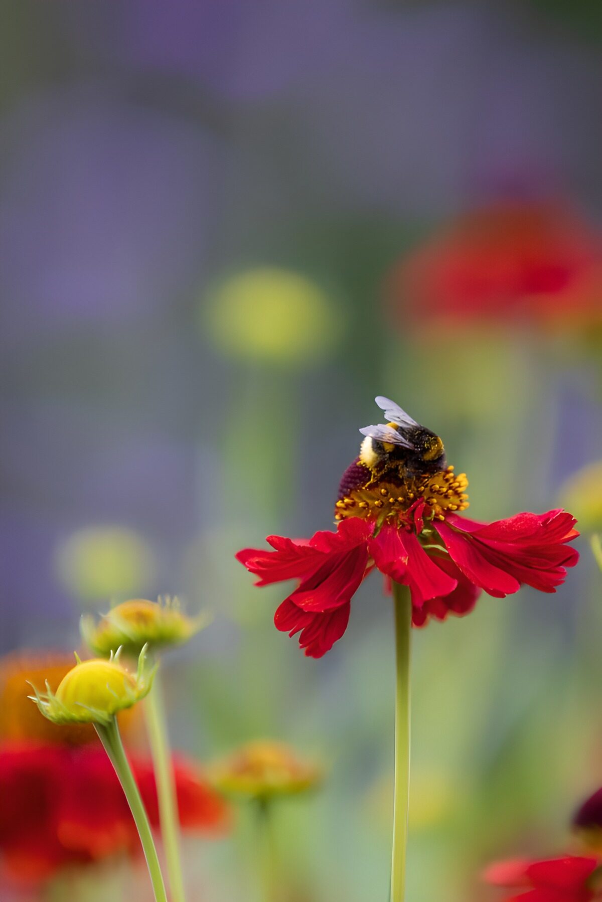 Hommel op een dieprode bloem