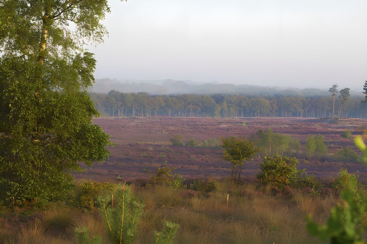 Paarse heide in de ochtendnevel
